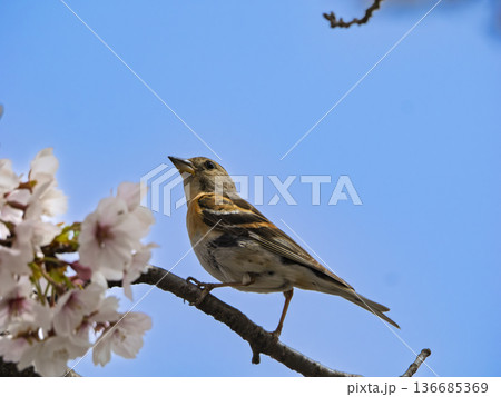 桜の枝で一休み、青空に映えるアトリの横顔 桜の枝で一休み、青空に映えるアトリの横顔 136685369
