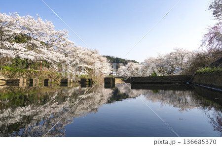 飛び石のある川辺、満開の桜と青空の反射 136685370