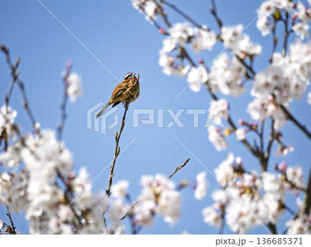 青空に響く春の歌。桜と小鳥の癒やし風景 青空に響く春の歌。桜と小鳥の癒やし風景 136685371