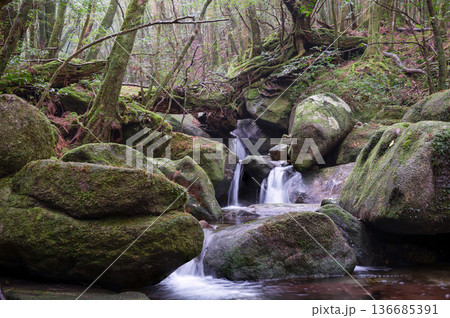 苔が日本一美しい渓谷 屋久島国立公園(冬 苔が日本一美しい渓谷 屋久島国立公園(冬 136685391