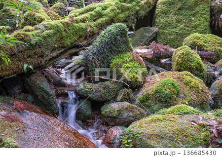 苔が日本一美しい渓谷　屋久島国立公園(冬 136685430