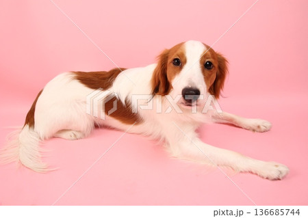 ピンク無地背景のコーイケルホンディエ伏せ姿 136685744
