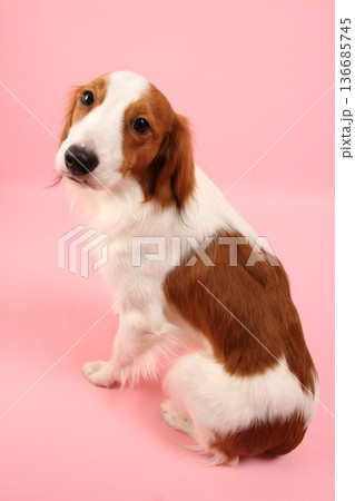 お行儀よく座るコーイケルホンディエ お行儀よく座るコーイケルホンディエ 136685745