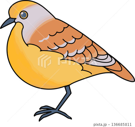 キンムネバトのイラスト 横向き 図鑑・教育用ベクター素材 透過背景 キンムネバトのイラスト 横向き 図鑑・教育用ベクター素材 透過背景 136685811