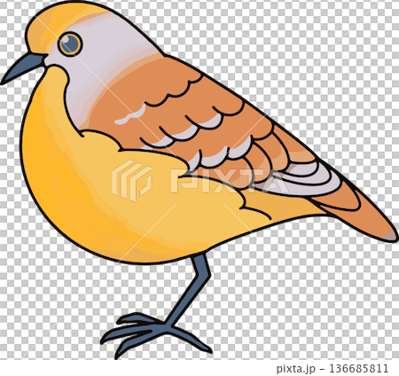 金胸鴿插圖，橫向構圖，向量素材，可用於教育用途，透明背面 136685811
