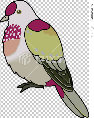日本綠鳩插圖，橫向構圖，向量素材，可用於教育用途，透明景觀 136685813