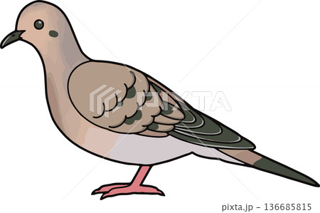 ナゲキバトのイラスト 横向き 図鑑・教育用ベクター素材 透過背景 136685815