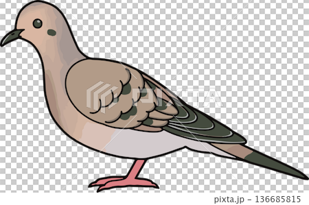 哀鴿插圖,橫向構圖,向量素材,適用於教育用途,透明背後 哀鴿插圖,橫向構圖,向量素材,適用於教育用途,透明背後 136685815