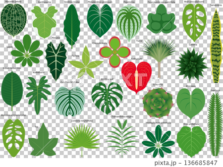 各種室內植物葉子圖示集 136685847