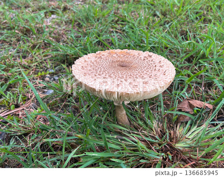 Parasol Mushroom natural blooming white flowers in grass field ,Thailand. 136685945