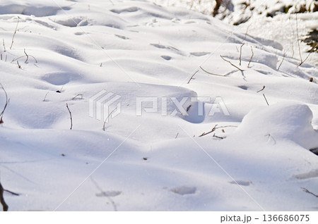 草原を覆い隠す雪化粧 136686075