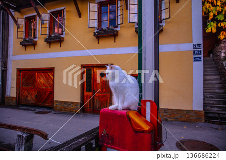 猫のいる風景 136686224