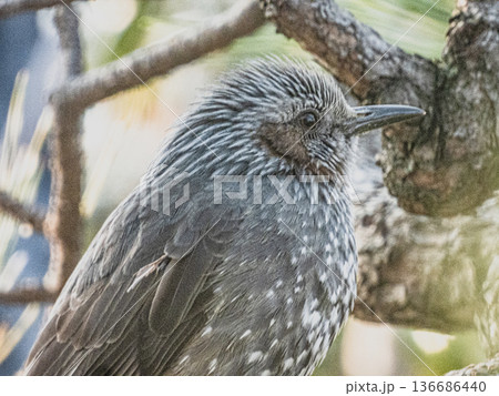 庭の来訪者 ヒヨドリのポートレート 庭の来訪者 ヒヨドリのポートレート 136686440