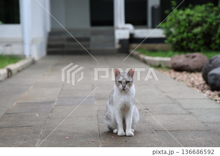 インドネシアの猫 136686592