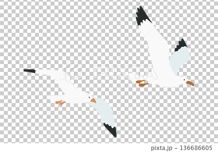 飛んでいる2羽のカモメ 飛んでいる2羽のカモメ 136686605