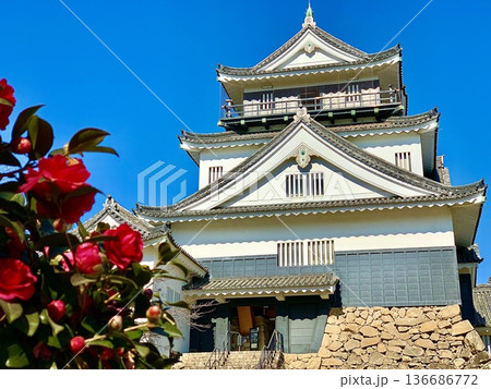 赤い山茶花越しに見上げる青空の岡崎城天守閣〈岡崎城公園/愛知県岡崎市〉 136686772