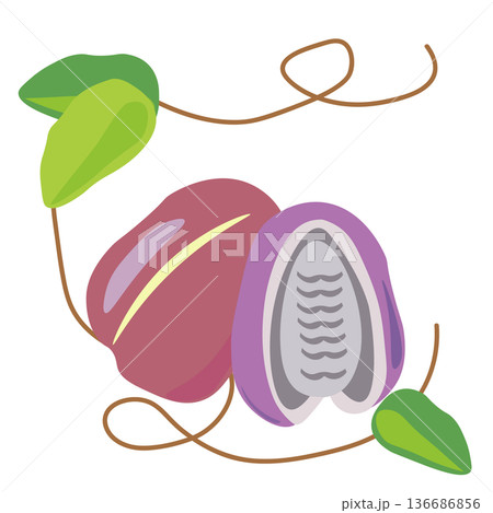 アケビの実と葉っぱのイラスト 136686856