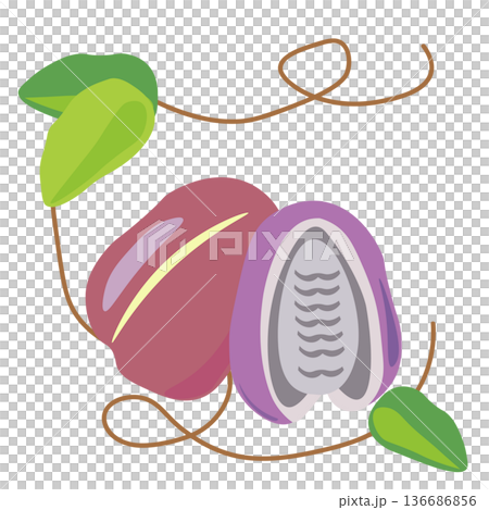 アケビの実と葉っぱのイラスト 136686856