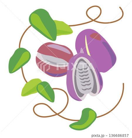 シンプルなアケビの実と葉っぱと蔓のデザイン 136686857