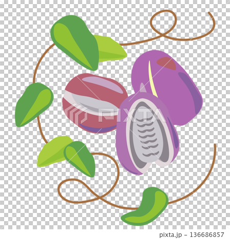 A simple design of Akebia fruit, leaves and vines 136686857