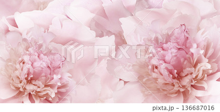 Pink peony flower on white isolated background with clipping path. Closeup. For design. Nature. Pink peony flower on white isolated background with clipping path. Closeup. For design. Nature. 136687016