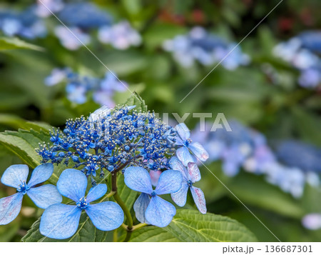 梅雨に咲く青いガクアジサイ 136687301