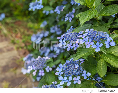 梅雨に咲く青いガクアジサイ 136687302