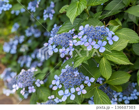 梅雨に咲く青いガクアジサイ 136687303