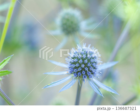 淡いブルーのエリンジウム 136687321