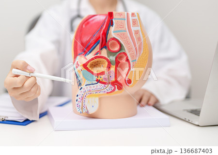 Doctor with Male Reproductive System anatomy model. Male consultation, Prostate Cancer, Enlarged prostate, Prostatitis disease, Male Infertility, Erectile dysfunction, Penis and Male genital disorder Doctor with Male Reproductive System anatomy model. Male consultation, Prostate Cancer, Enlarged prostate, Prostatitis disease, Male Infertility, Erectile dysfunction, Penis and Male genital disorder 136687403