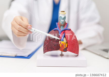 Doctor point heart Cardiovascular and Respiratory anatomy for Disease. Lung Cancer, Asthma, Chronic Obstructive Pulmonary or COPD, Bronchitis, Emphysema, Cystic Fibrosis, Bronchiectasis, Pneumonia 136687412