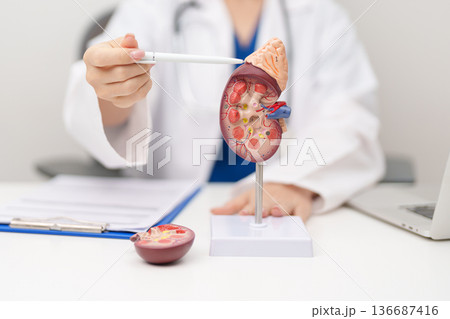 Doctor with Kidney Adrenal gland anatomy model. disease of Urinary system and Stones, Cancer, world kidney day, Chronic kidney, Urology, Nephritis, Renal, Transplant and health concept Doctor with Kidney Adrenal gland anatomy model. disease of Urinary system and Stones, Cancer, world kidney day, Chronic kidney, Urology, Nephritis, Renal, Transplant and health concept 136687416