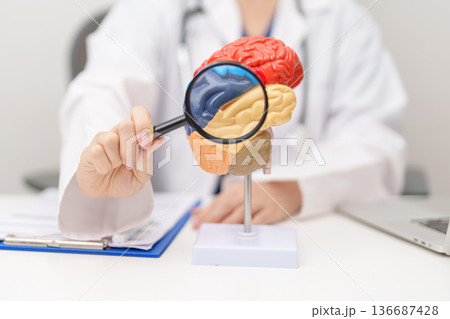 Doctor with human Brain anatomy model. World Brain Tumor day, Brain Stroke, Dementia, alzheimer, parkinson, mental health,  neurological disorders and Dementia concept 136687428