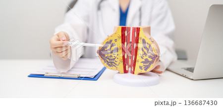 Doctor with Breast Anatomy model. Breast Augmentation Surgery, October Breast Cancer Awareness month, implant, Diagnosis, Beauty woman enlargement and medical education concept 136687430