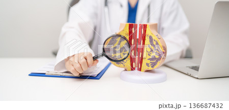 Doctor with Breast Anatomy model. Breast Augmentation Surgery, October Breast Cancer Awareness month, implant, Diagnosis, Beauty woman enlargement and medical education concept Doctor with Breast Anatomy model. Breast Augmentation Surgery, October Breast Cancer Awareness month, implant, Diagnosis, Beauty woman enlargement and medical education concept 136687432