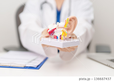 Doctor with human Ear anatomy model. Ear disease, Atresia, Otitis Media, Pertorated Eardrum, Meniere syndrome, otolaryngologist, Ageing Hearing Loss, Schwannoma and Healthcare medical concept Doctor with human Ear anatomy model. Ear disease, Atresia, Otitis Media, Pertorated Eardrum, Meniere syndrome, otolaryngologist, Ageing Hearing Loss, Schwannoma and Healthcare medical concept 136687437