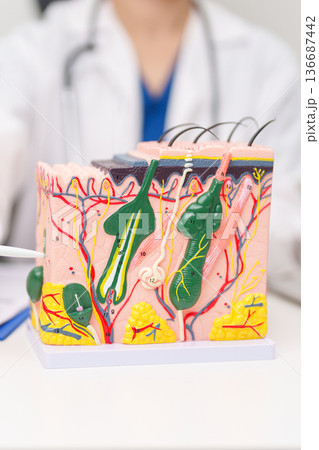 Dermatologist with anatomy model of human skin with hair. Doctor show structure of Skin, Skin disease and Hair loss. Health care, Dermatology treatment, Cosmetic surgery and Beauty consultation clinic Dermatologist with anatomy model of human skin with hair. Doctor show structure of Skin, Skin disease and Hair loss. Health care, Dermatology treatment, Cosmetic surgery and Beauty consultation clinic 136687442