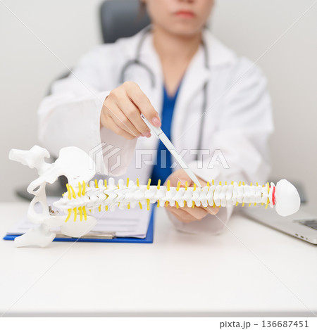 Doctor with human Spine anatomy model. Spinal Cord Disorder and disease, Back pain, Lumbar, Sacral pelvis, Cervical neck, Thoracic, Coccyx, Orthopedist, chiropractic, Office Syndrome and health 136687451