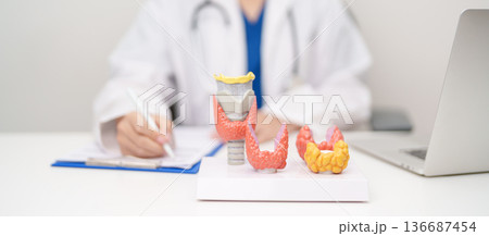 Doctor with human Thyroid anatomy model. Hyperthyroidism, Hypothyroidism, Hashimoto Thyroiditis, Thyroid Tumor and Cancer, Postpartum, Papillary Carcinoma and Health concept 136687454