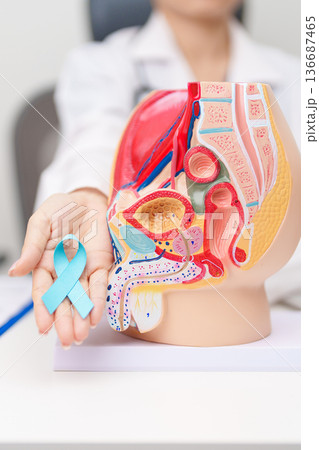 Doctor with Male Reproductive System anatomy model and Blue ribbon. November Prostate Cancer awareness month, Enlarged prostate, Prostatitis disease, Male Infertility and healthcare concept 136687465