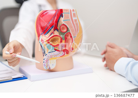 Doctor with Male Reproductive System anatomy model. Male consultation, Prostate Cancer, Enlarged prostate, Prostatitis disease, Male Infertility, Erectile dysfunction, Penis and Male genital disorder Doctor with Male Reproductive System anatomy model. Male consultation, Prostate Cancer, Enlarged prostate, Prostatitis disease, Male Infertility, Erectile dysfunction, Penis and Male genital disorder 136687477