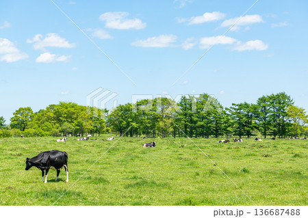 牧場で放牧されている牛（イメージ） 136687488