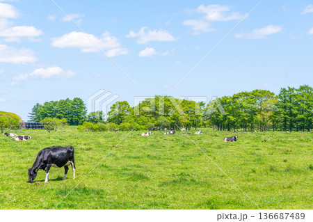 牧場で放牧されている牛（イメージ） 136687489