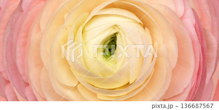 Rose flower. Floral background. Macro. Nature. Rose flower. Floral background. Macro. Nature. 136687567