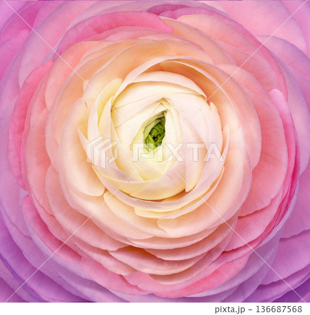 Rose flower  on a white isolated background with clipping path. Closeup. For design. Nature. 136687568