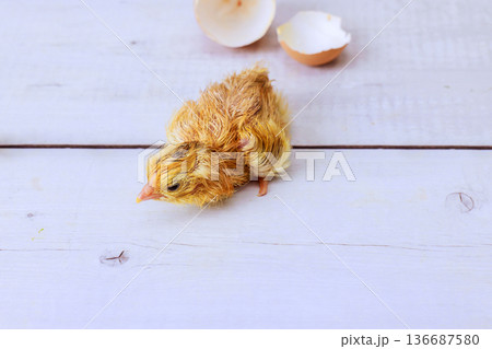 New chick hatches explores its surroundings in warm setting 136687580
