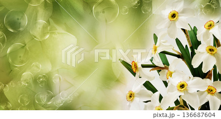 Bouquet of white daffodil flowers. Floral spring background. Close-up. Nature. Bouquet of white daffodil flowers. Floral spring background. Close-up. Nature. 136687604