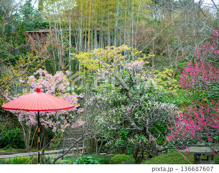 梅の花と野点傘が映える日本庭園 梅の花と野点傘が映える日本庭園 136687607