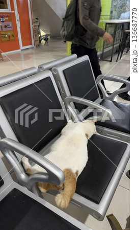 Charming and chubby cat playfully exploring the outdoors, with fluffy fur and a curious expression. Full of energy and joy, perfect for cat lovers who enjoy watching playful, happy moments! 136687770