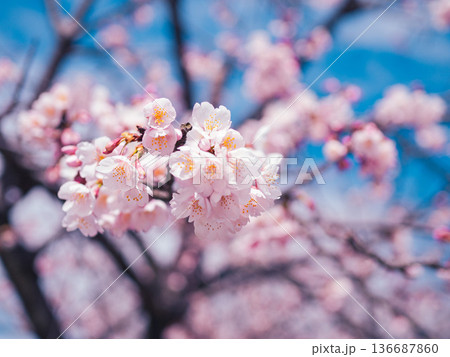 春の日差しを浴びる桜 136687860